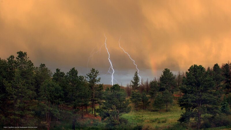 Lightning over Forest