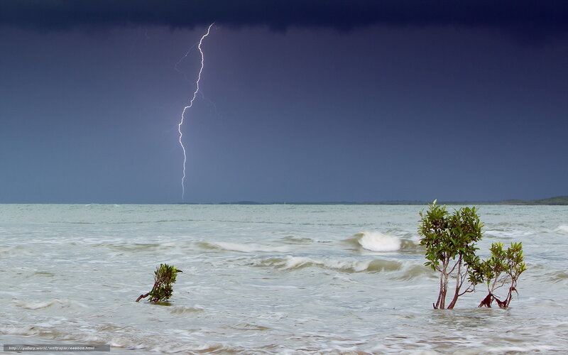 Lightning over mangrove trees