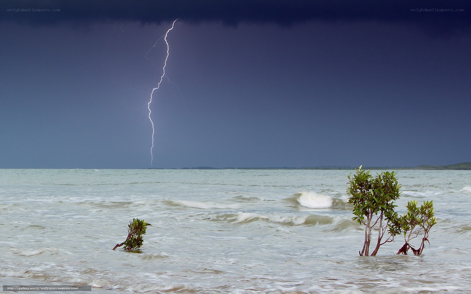 Lightning over mangrove trees