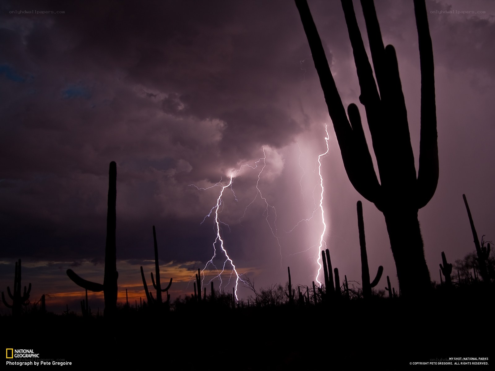 Lightning over Saguaro Cacti