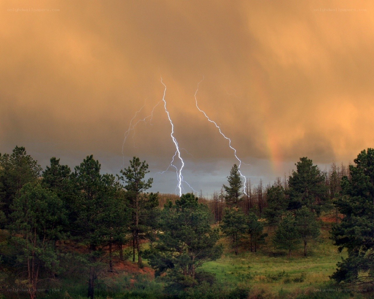 Lightning storm over forest