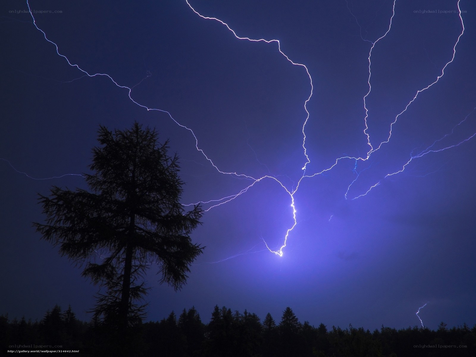 Lightning storm over forest