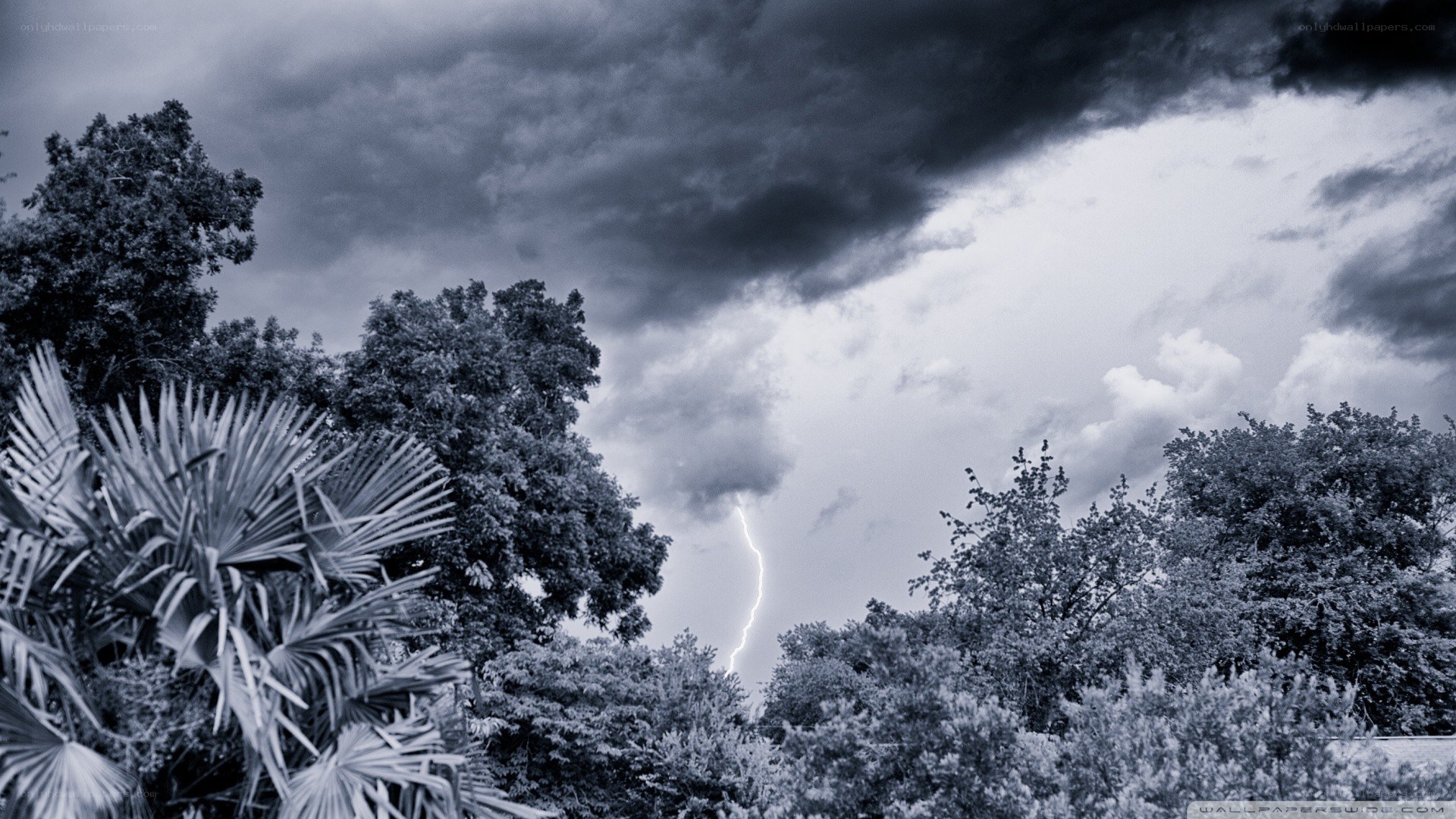Lightning storm over trees