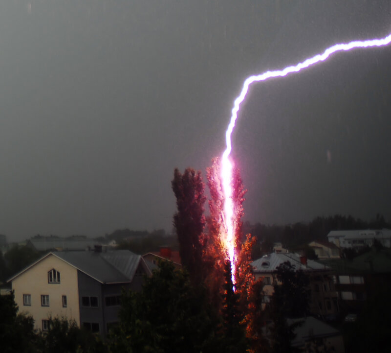 Lightning strikes tree