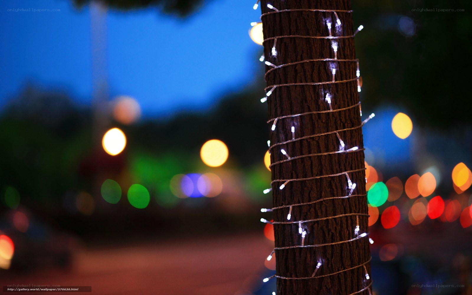 Lights on a tree at night