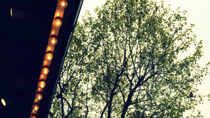 lights on a tree background