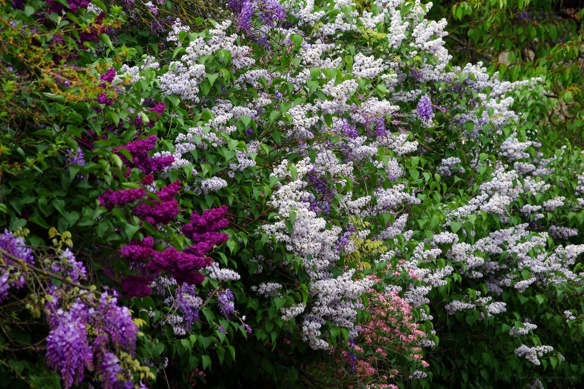 Lilac and wisteria in bloom