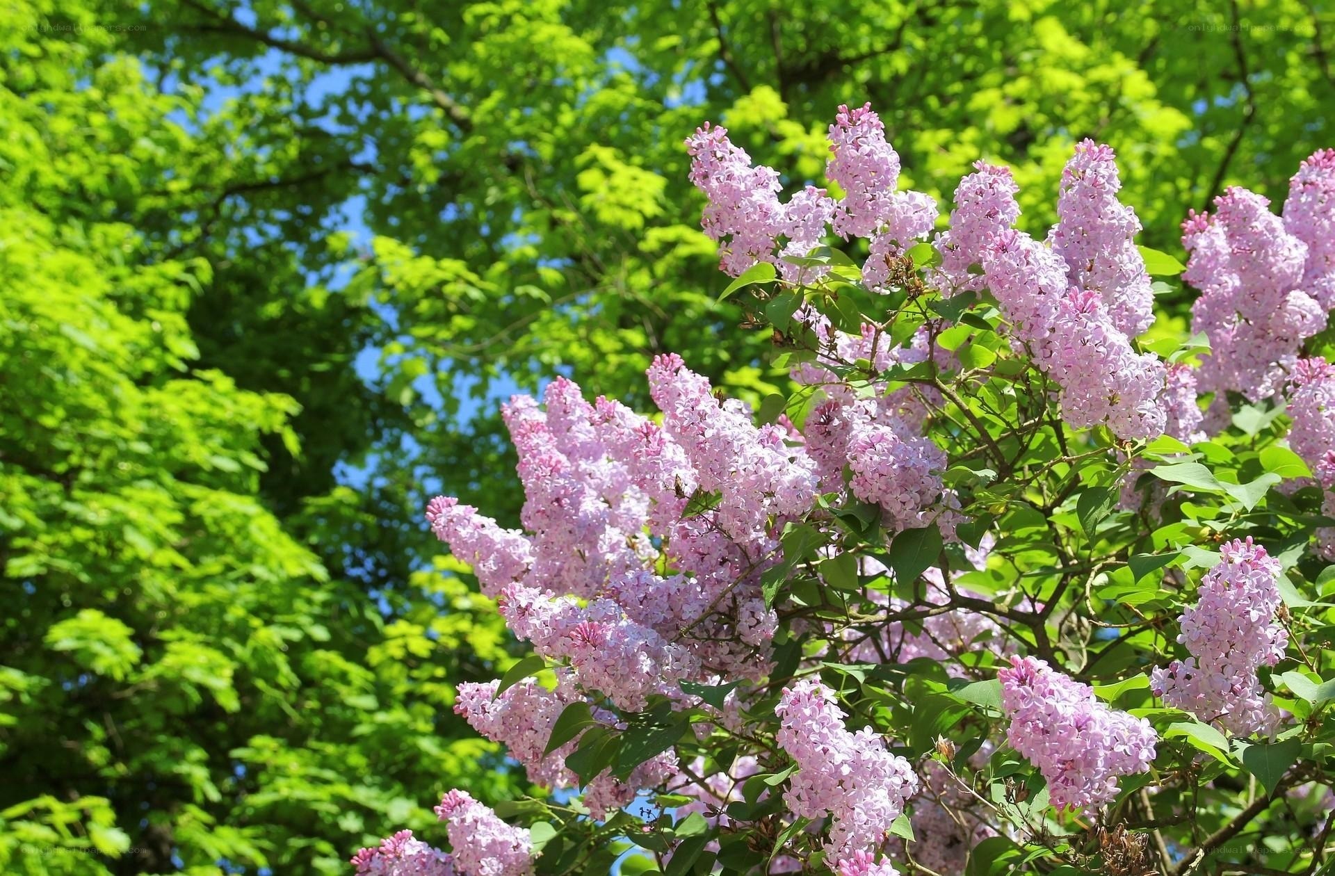 Lilac blossoms in spring
