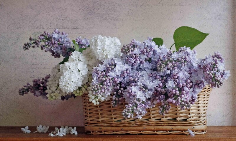 Lilac bouquet in a basket