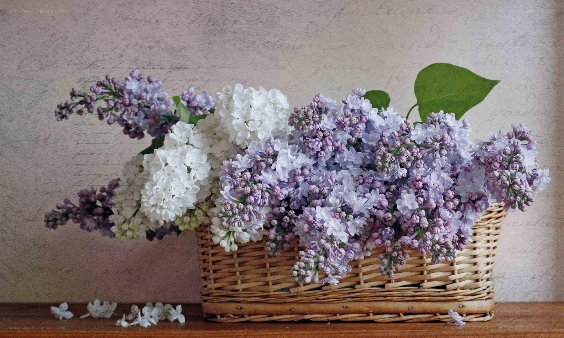 Lilac bouquet in a basket