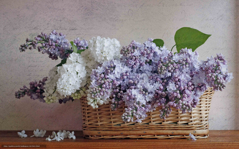 Lilac bouquet in a basket