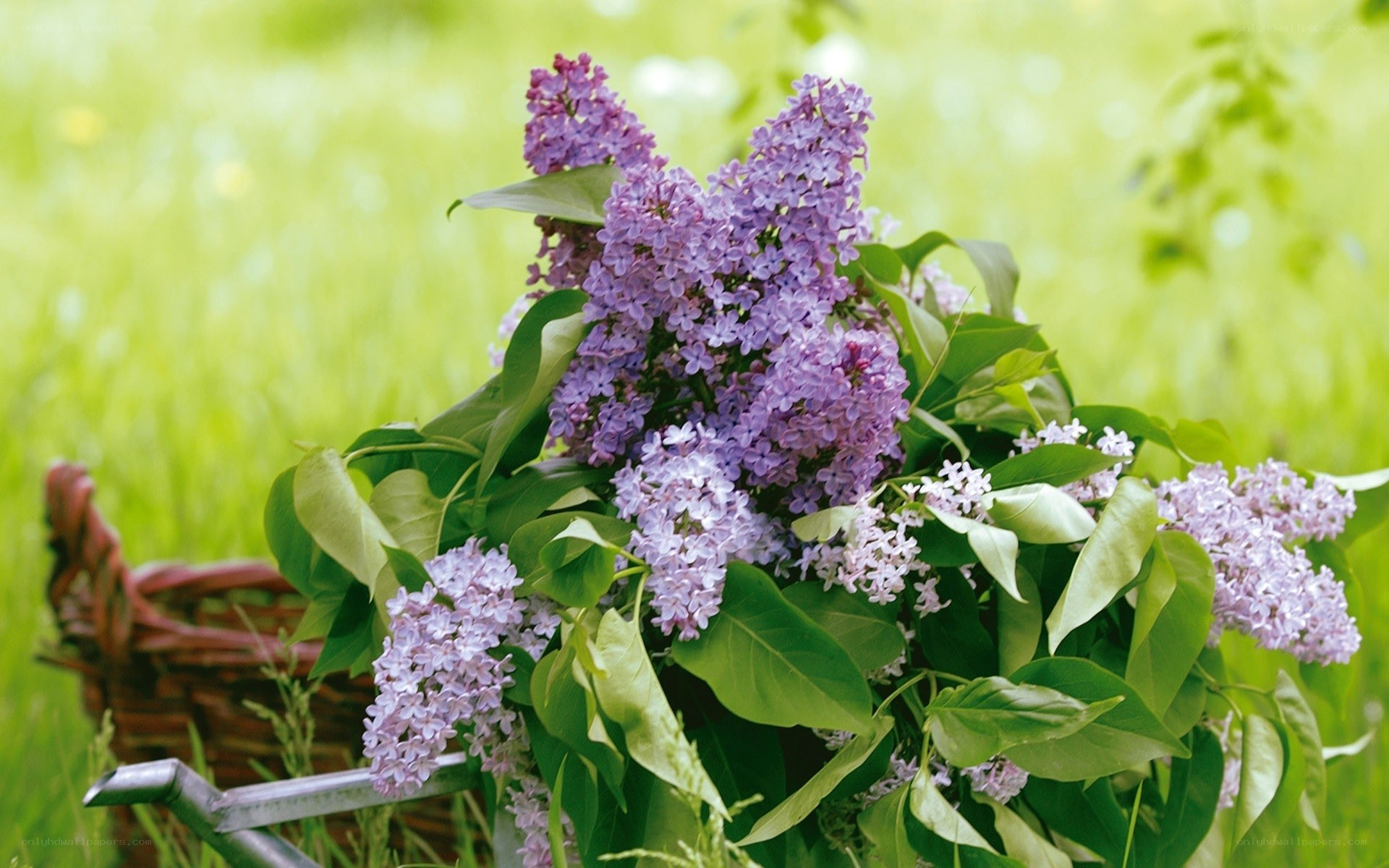 Lilac bouquet in a basket
