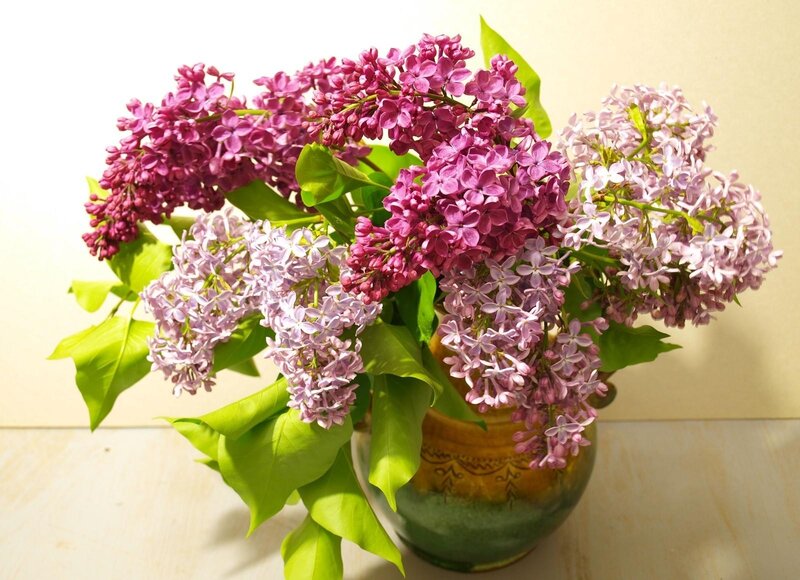 Lilac bouquet in a vase