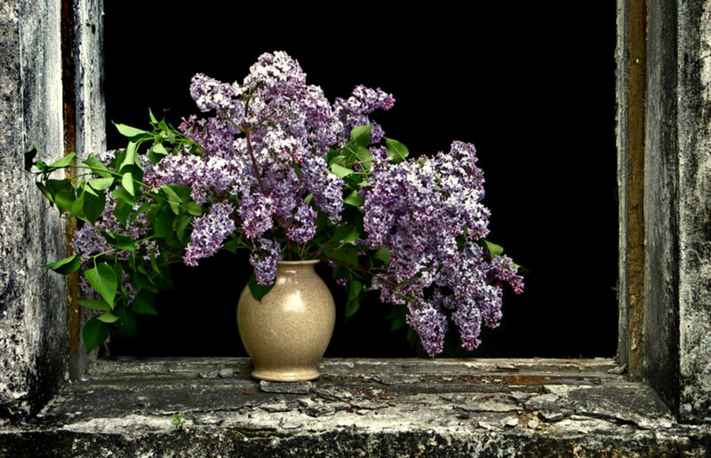 Lilac bouquet in a vase