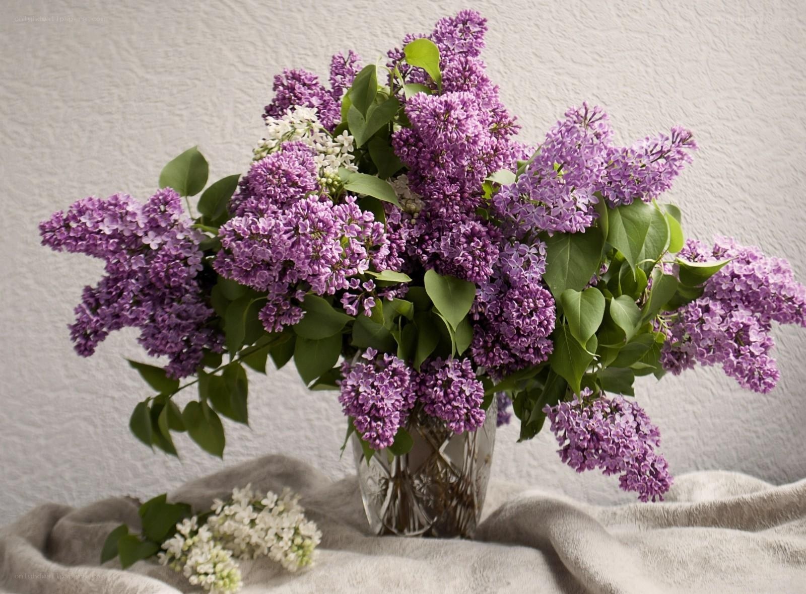 Lilac bouquet in a vase