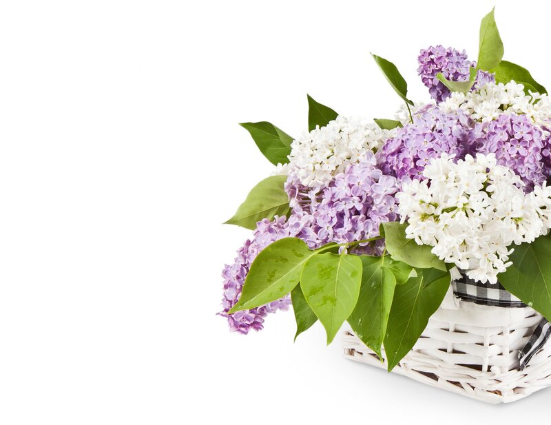 Lilac Bouquet in Basket — Purple, Calm, Spring