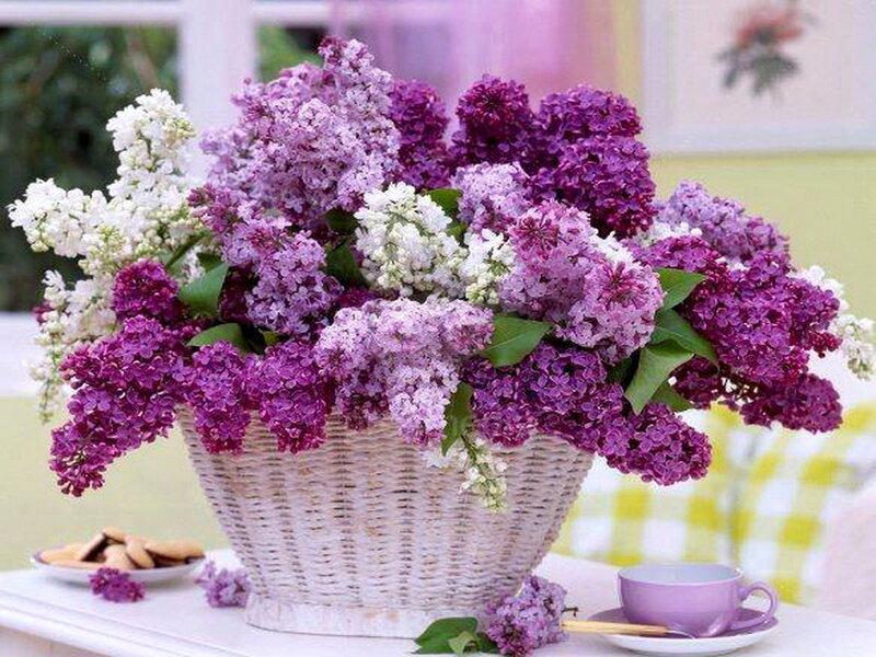 Lilac Bouquet in Basket — Purple, Serene, Spring, Photograph, Teacup