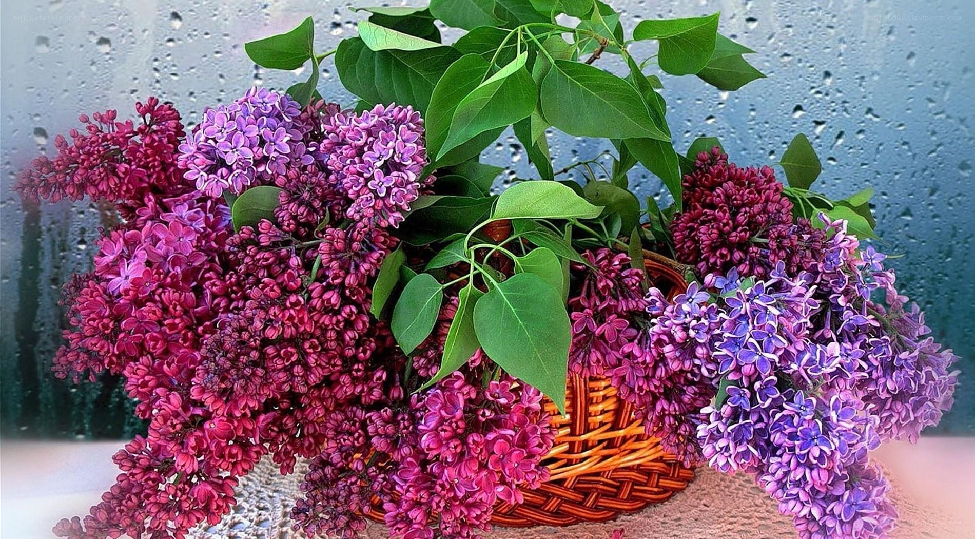 Lilac bouquet in basket
