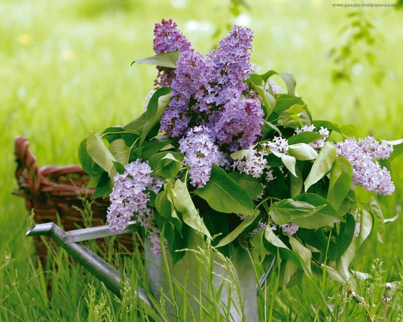 Lilac Bouquet in Bucket — Purple