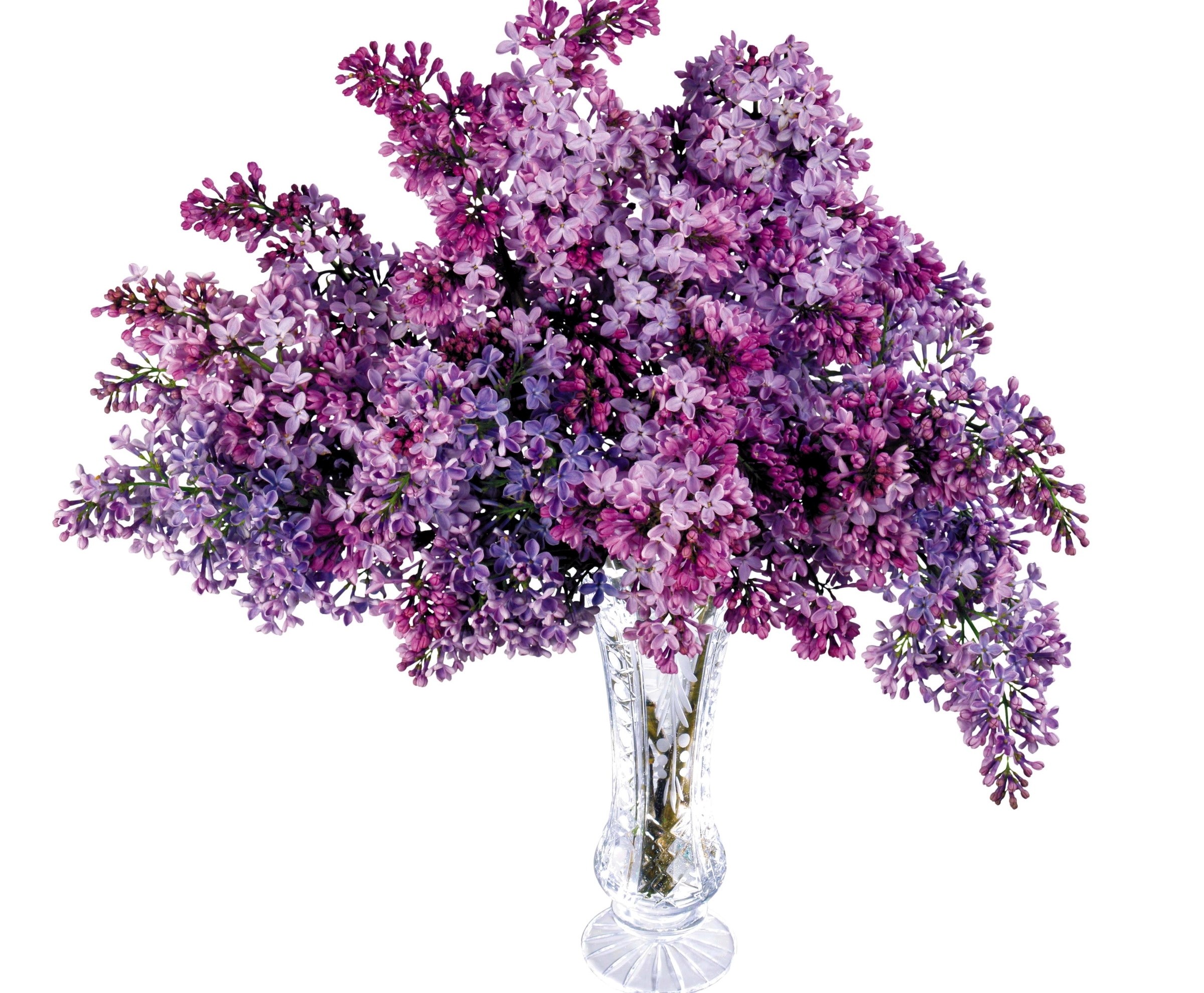 Lilac bouquet in crystal vase