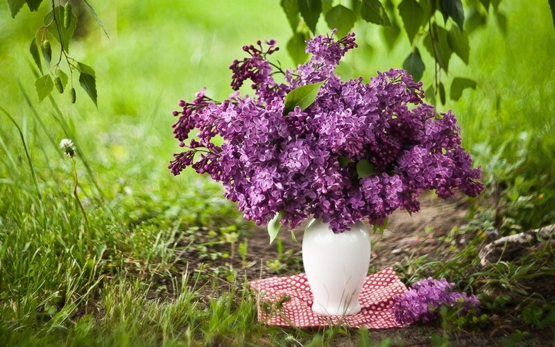 Lilac bouquet in garden