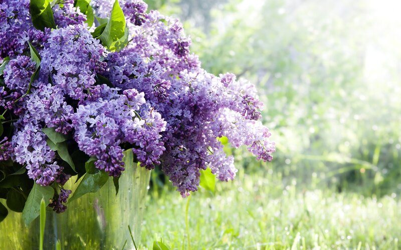 Lilac bouquet in garden