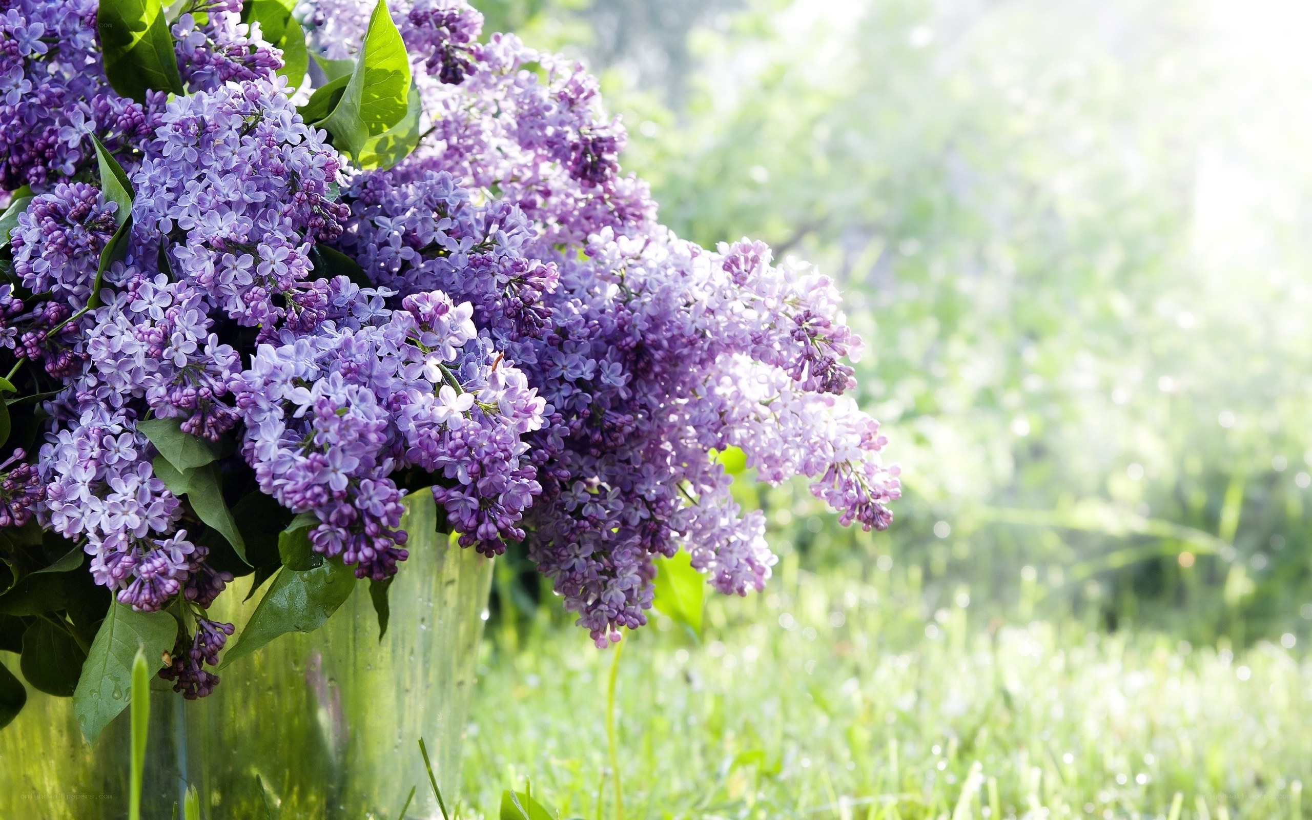 Lilac bouquet in garden