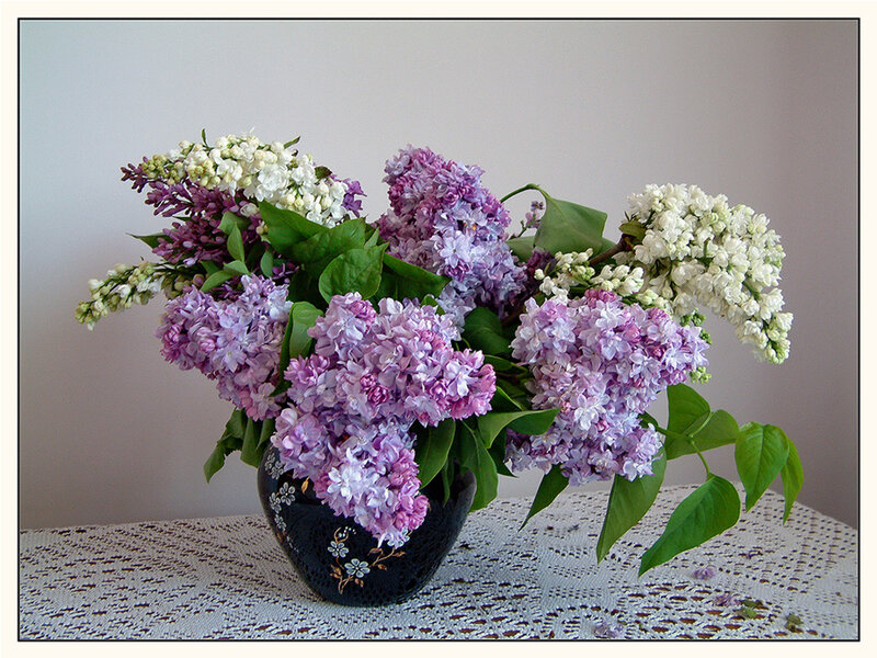 Lilac Bouquet in Vase — Purple, Calm, Spring, Photograph, Tablecloth