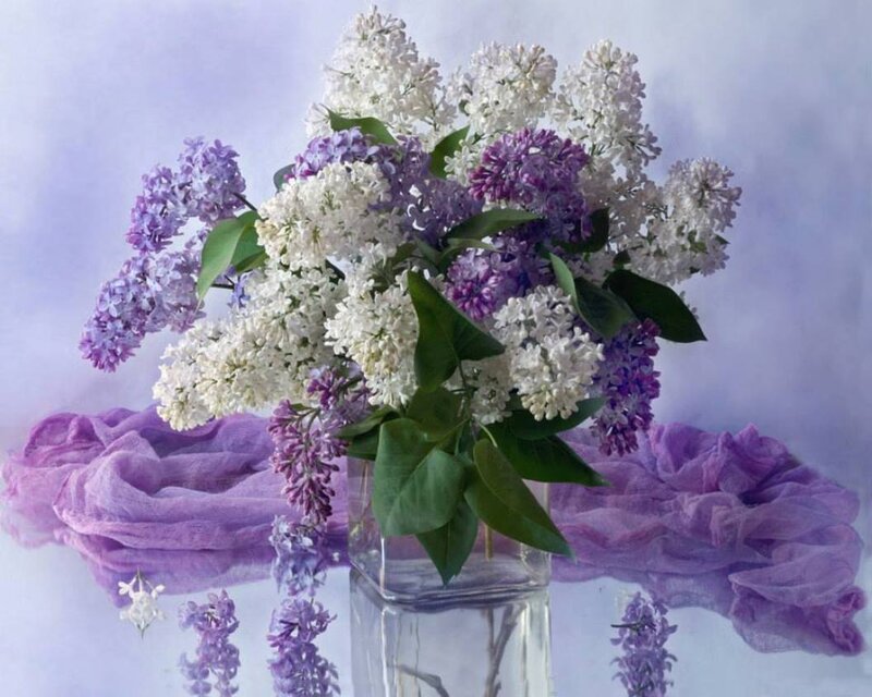 Lilac Bouquet in Vase — Purple, Serene, Spring, Photograph, Cloth