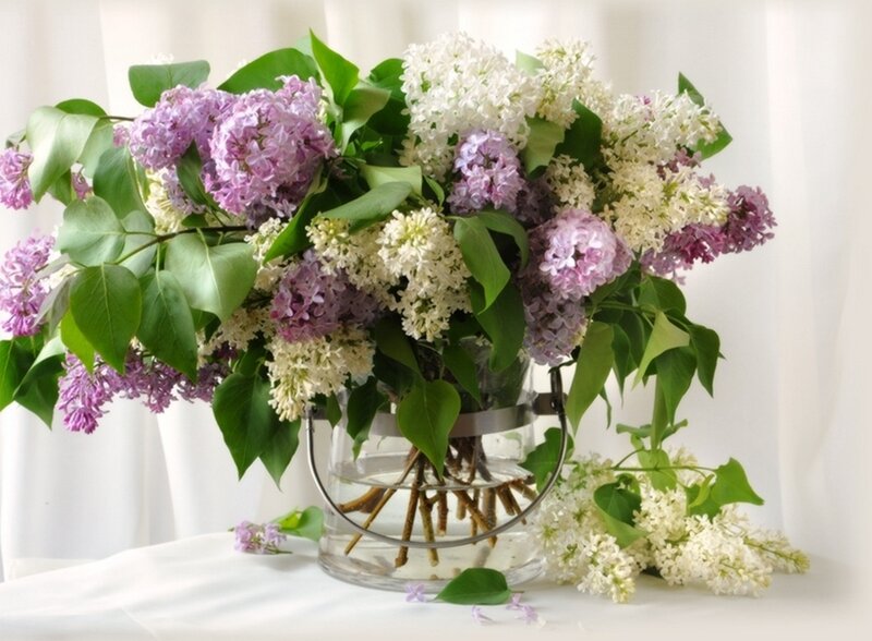 Lilac Bouquet in Vase — Purple, Serene, Spring