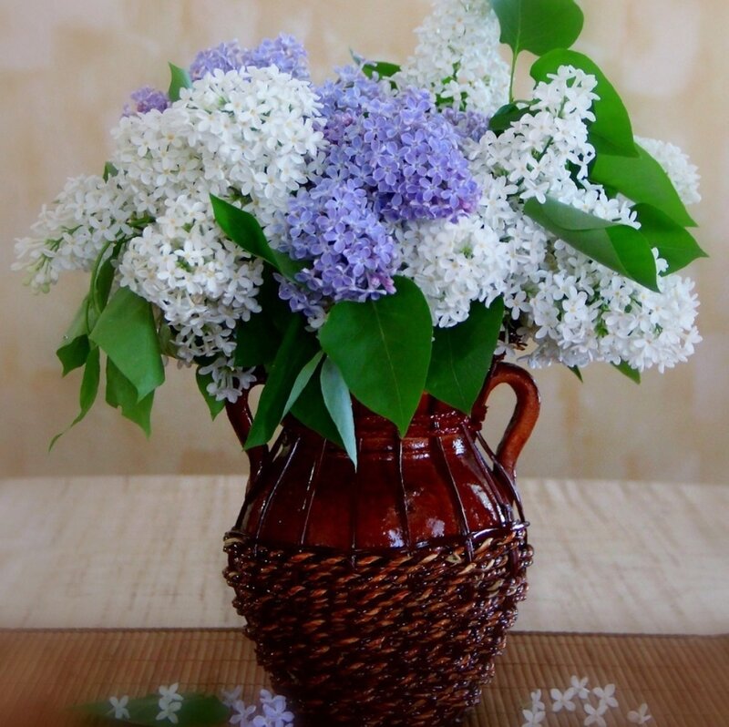 Lilac Bouquet in Vase — White, Calm