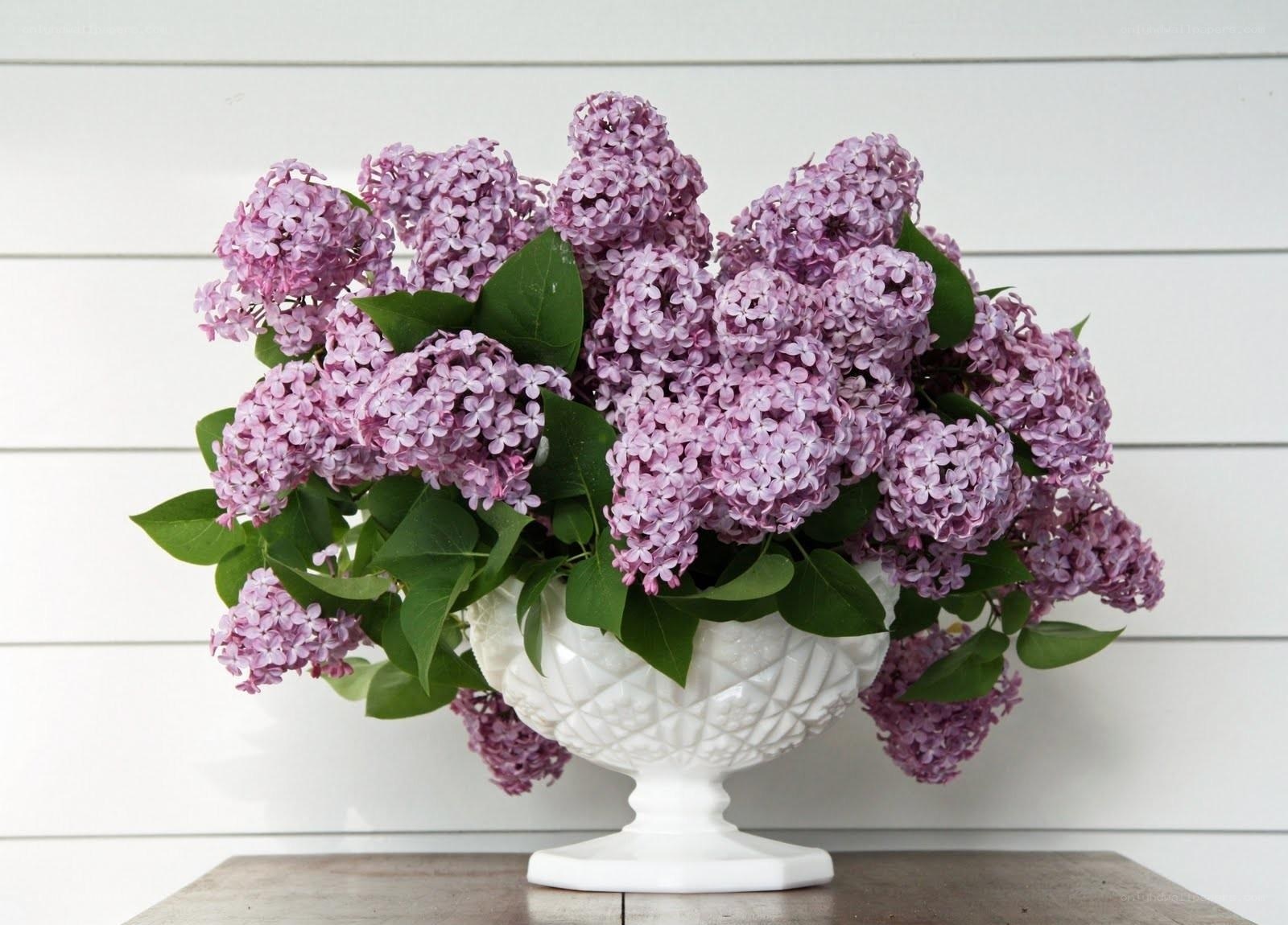 Lilac bouquet in white vase