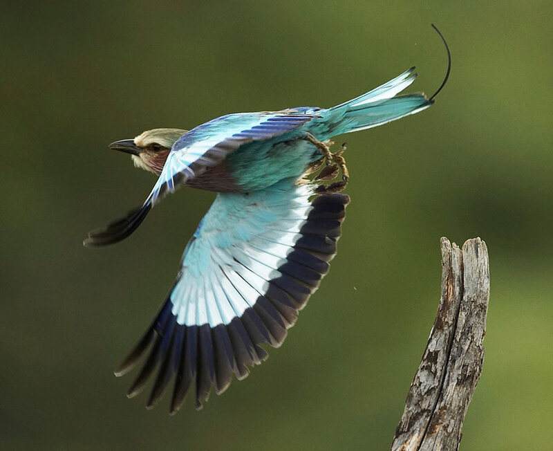 Lilac-breasted Roller in Flight