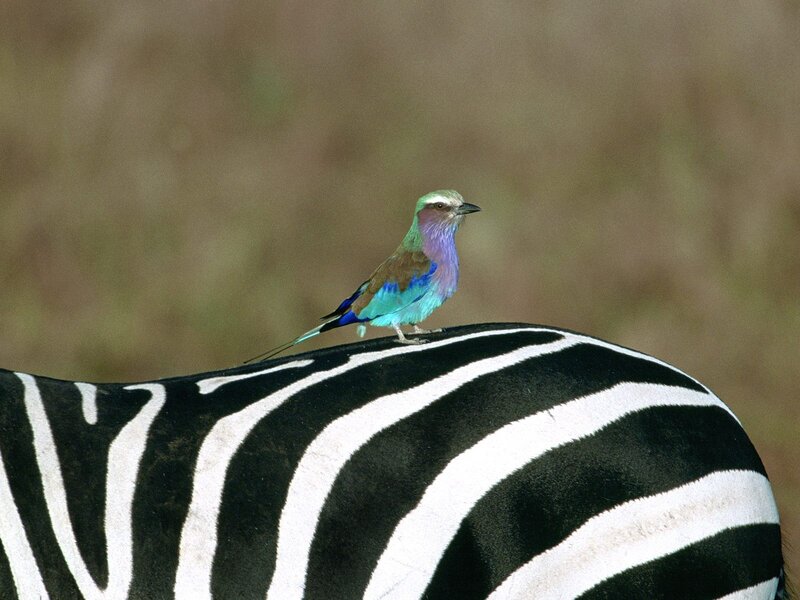 Lilac-breasted roller on zebra