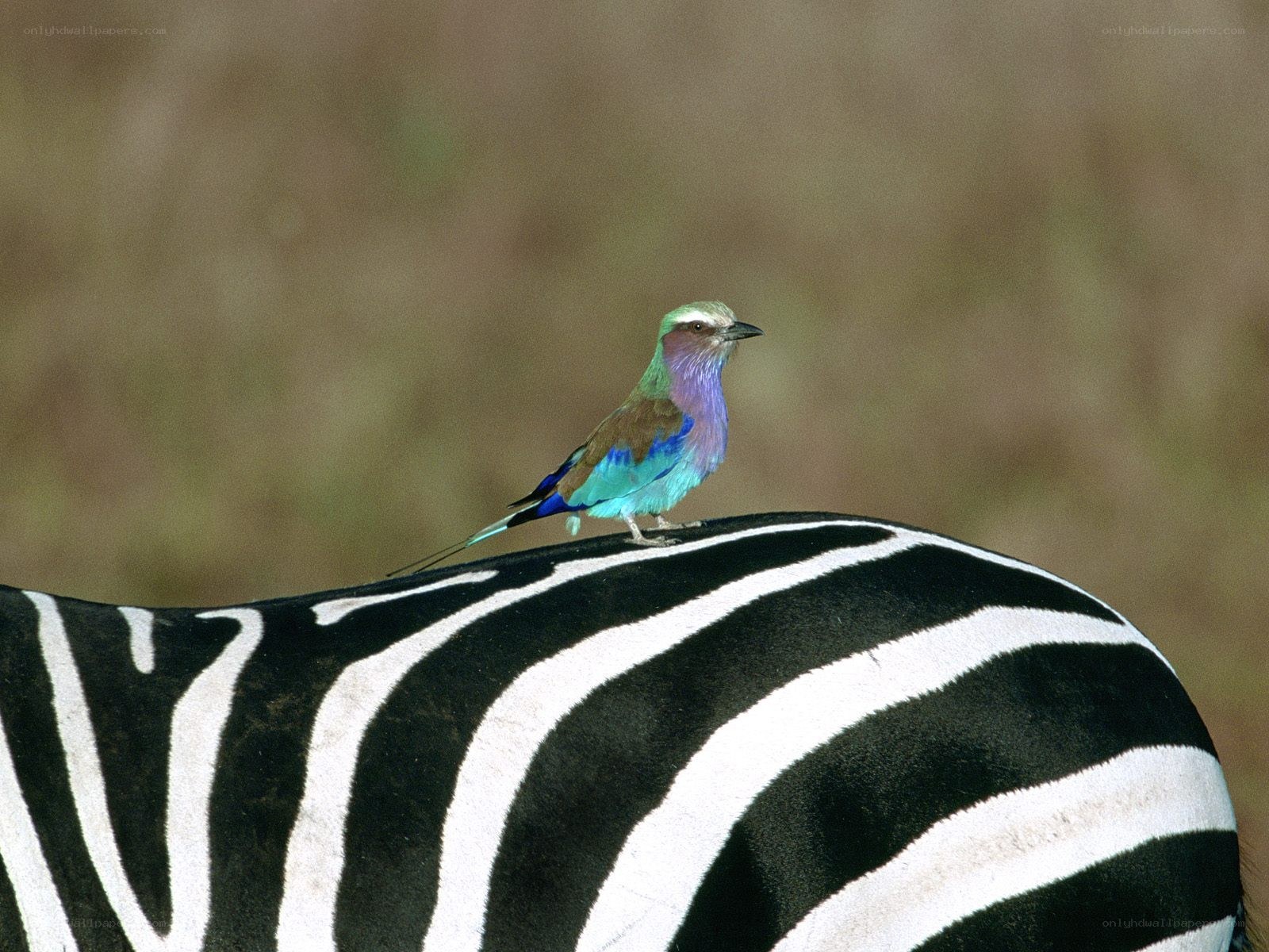 Lilac-breasted roller on zebra