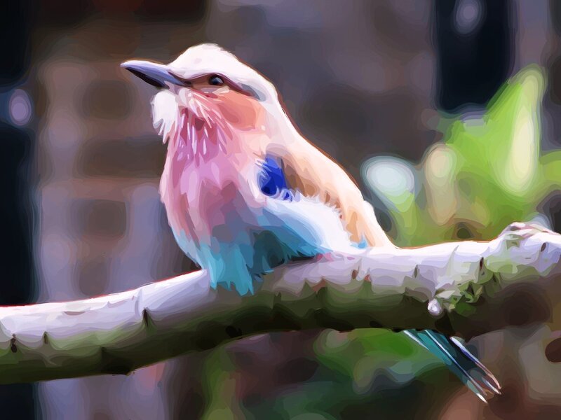 Lilac-breasted Roller — Pink
