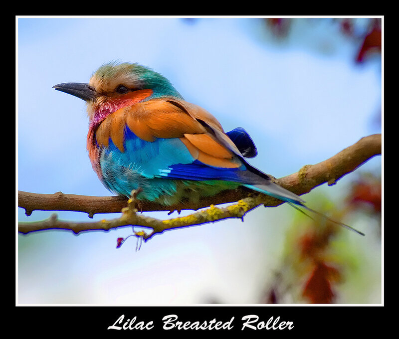 Lilac Breasted Roller
