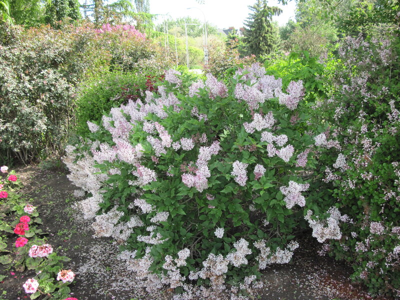Lilac Bush in Bloom