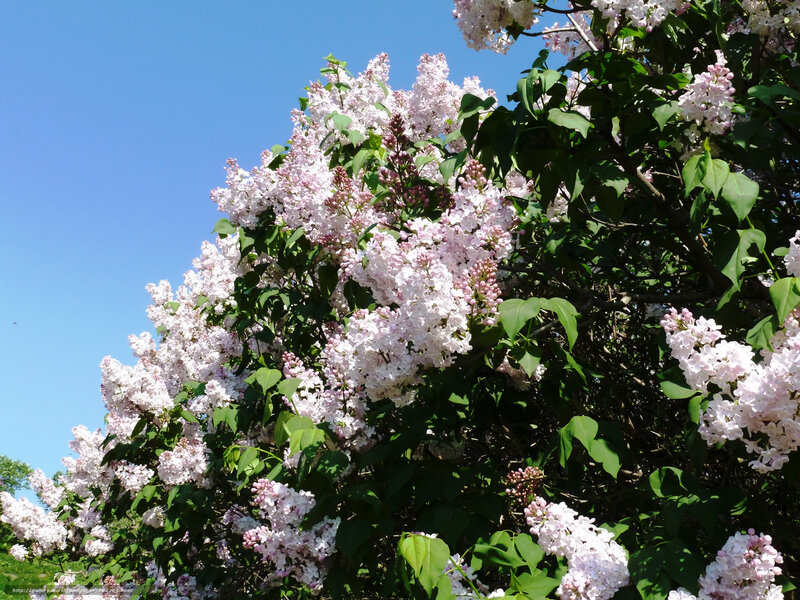 Lilac Bush in Bloom — White