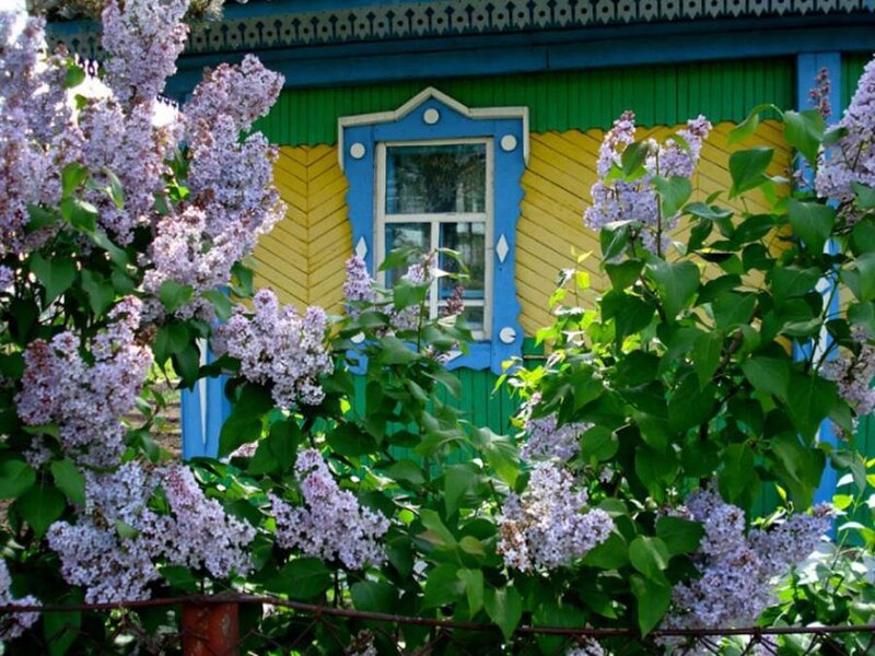 Lilac Bush in Front of House