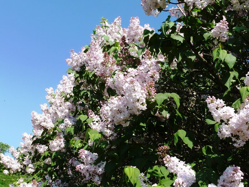 Lilac bush in full bloom