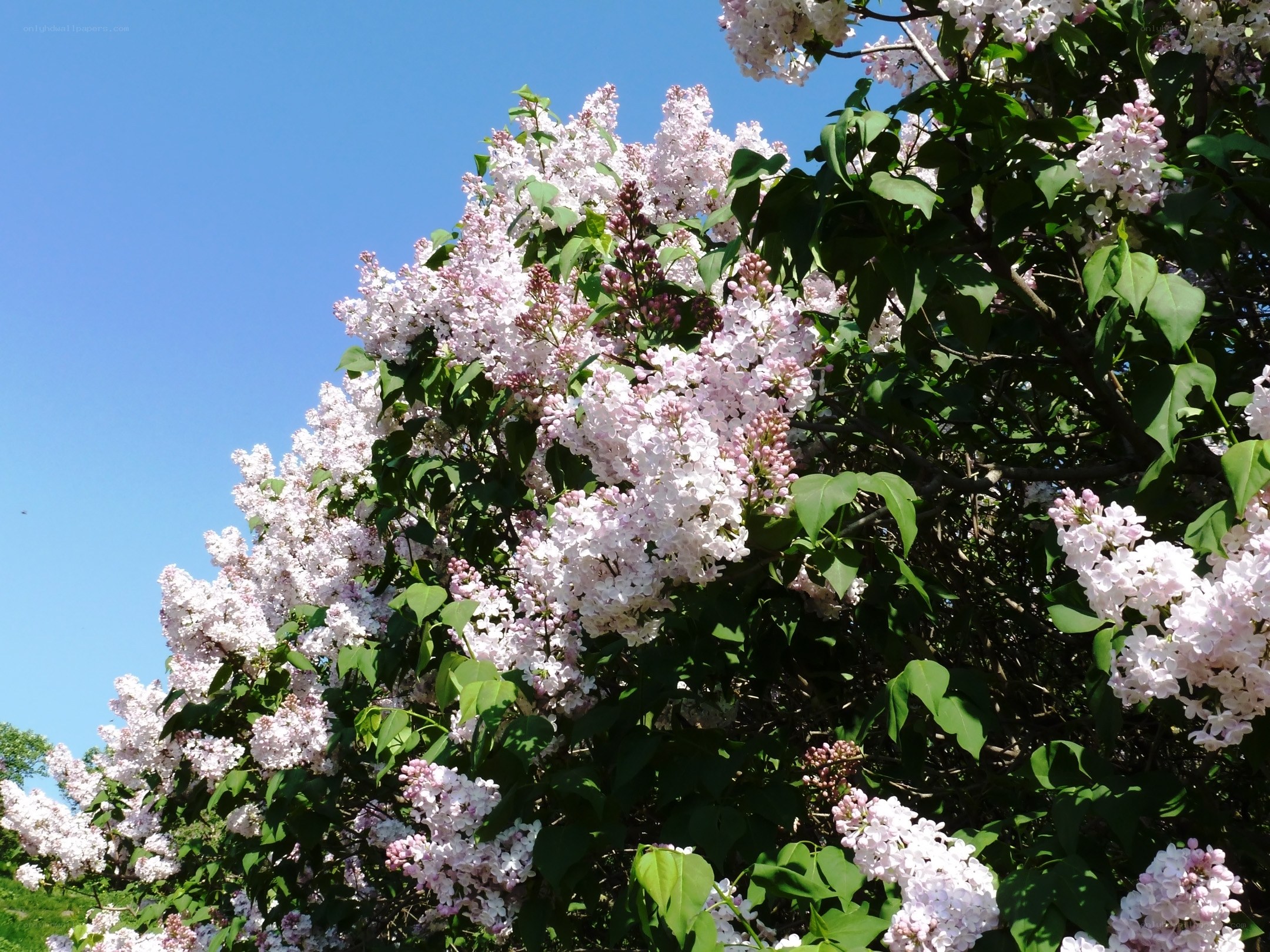 Lilac bush in full bloom