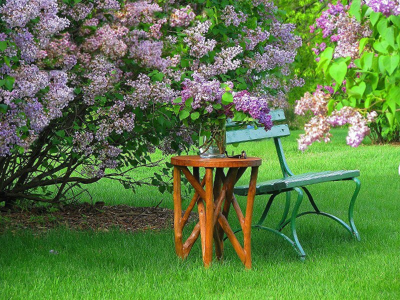 Lilac Bush with Bench