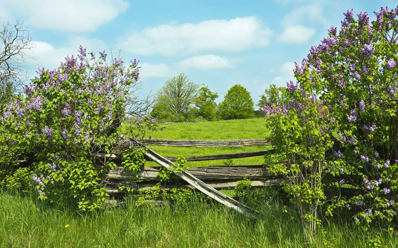 Lilac Bushes by Fence