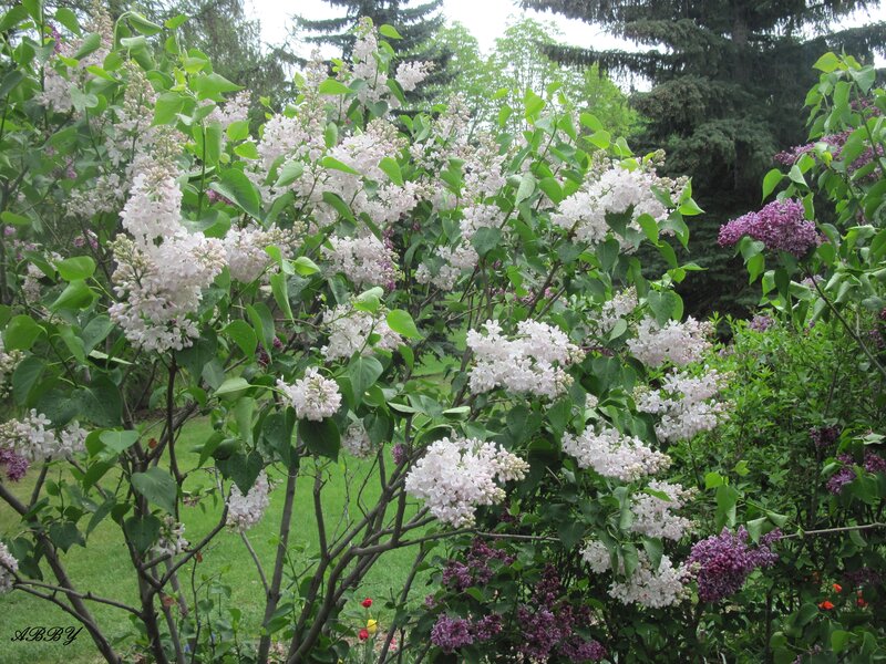 Lilac Bushes in Bloom