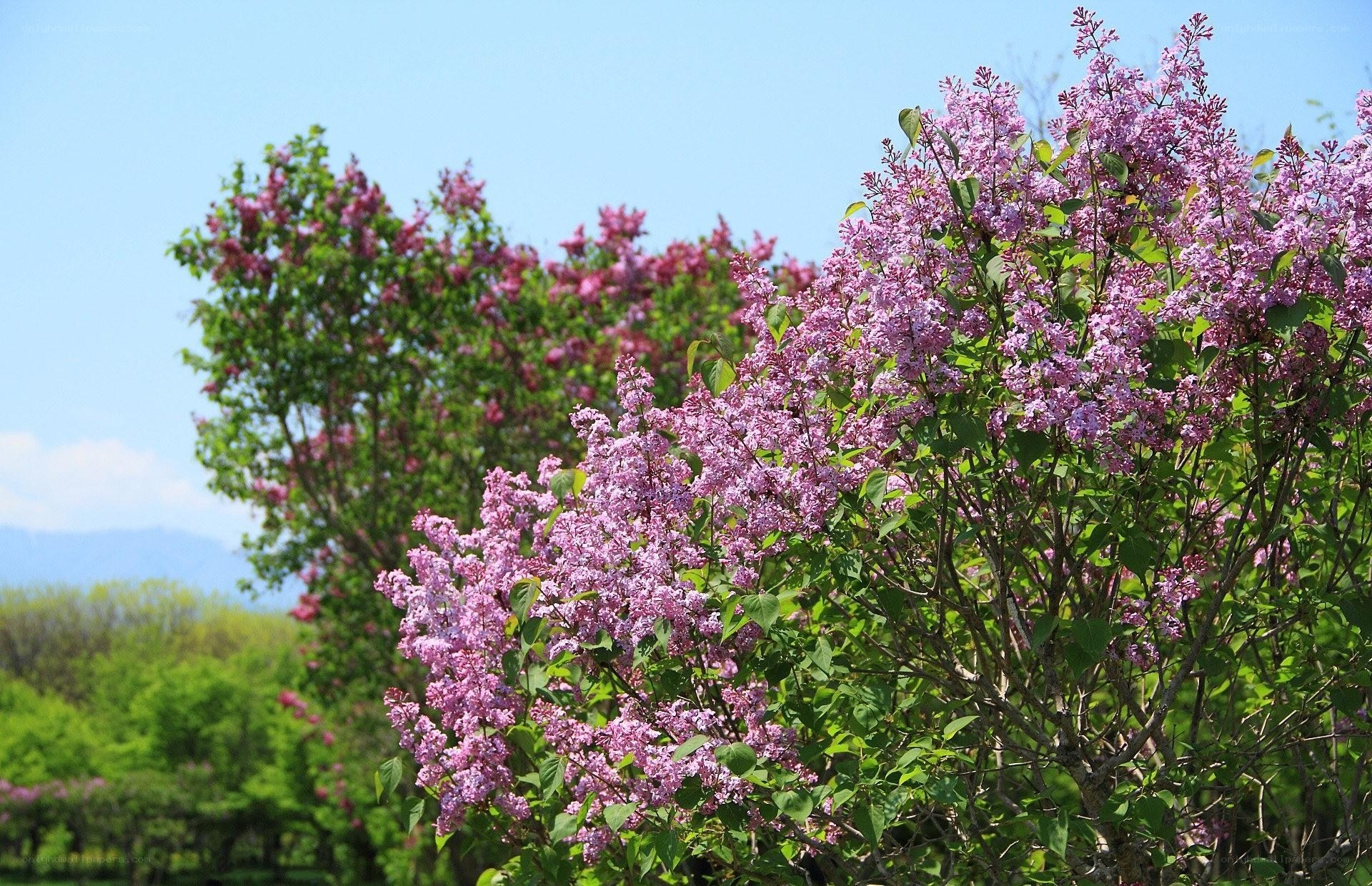 Lilac bushes in full bloom