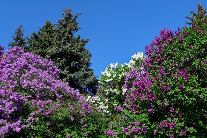 Lilac bushes in full bloom