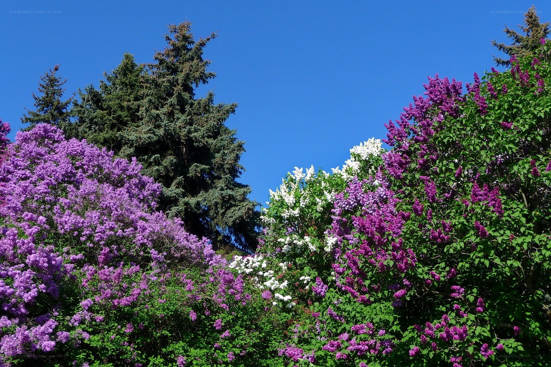 Lilac bushes in full bloom
