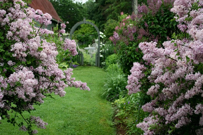 Lilac Bushes in Garden
