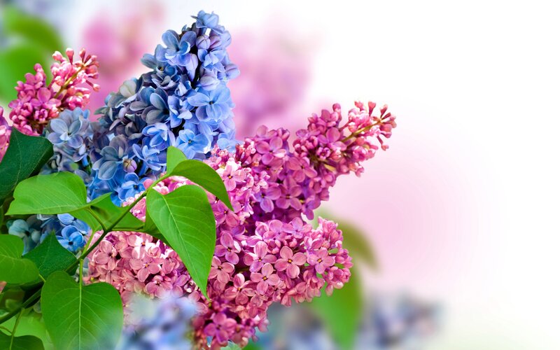 Lilac Flower Bouquet — Purple, Serene